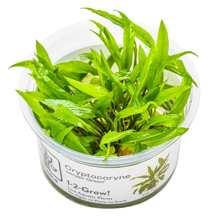 Cryptocoryne Wendtii 'Green' TC