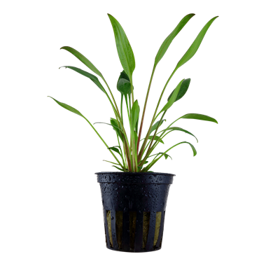 Cryptocoryne x willisii Pot