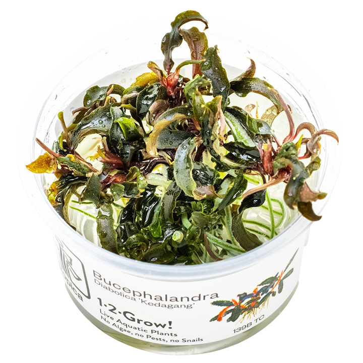 Bucephalandra 'Kedagang' TC