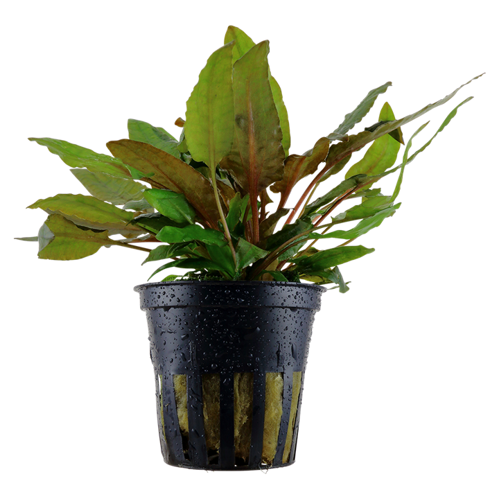 Cryptocoryne Wendtii Pot