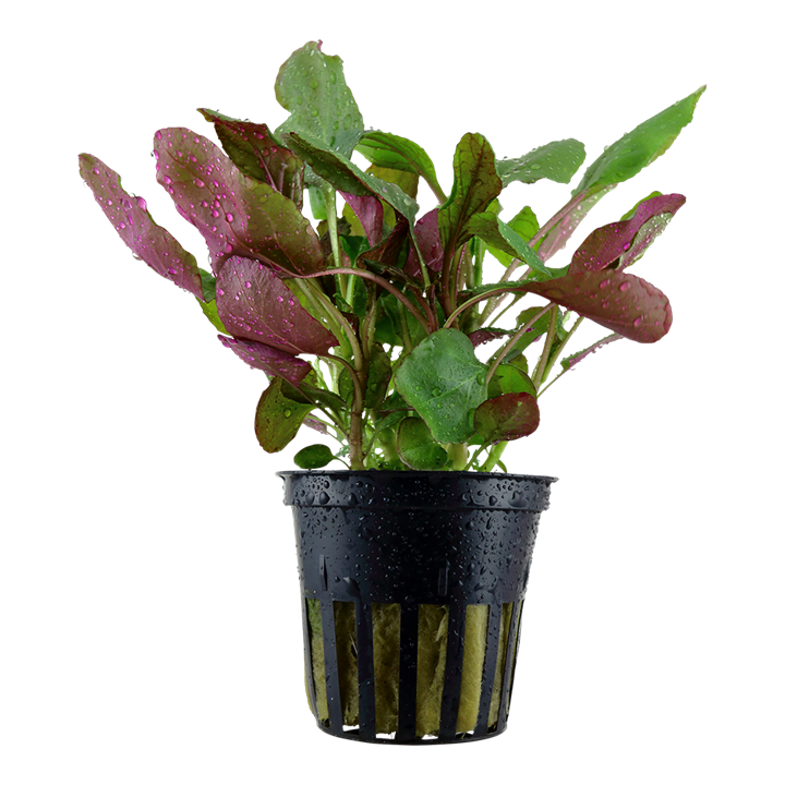 Lobelia cardinalis Pot