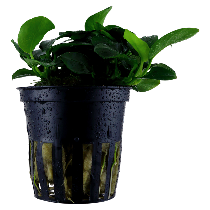 Anubias Nana Petite Pot