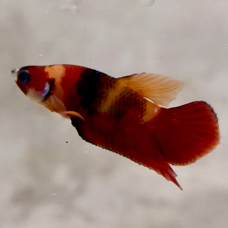 Premium Candy Multicolour Halfmoon Plakat #6