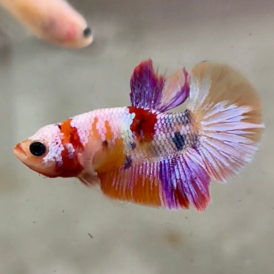 Premium Candy Multicolour Halfmoon Plakat #16