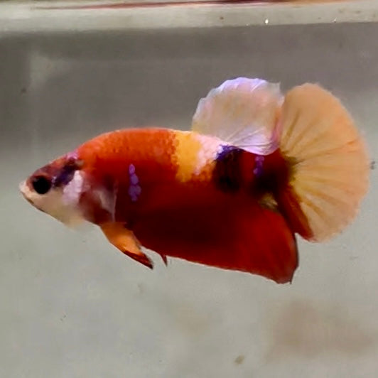 Premium Candy Multicolour Halfmoon Plakat #17