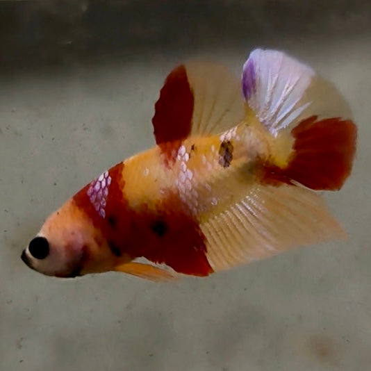 Premium Candy Multicolour Halfmoon Plakat #22