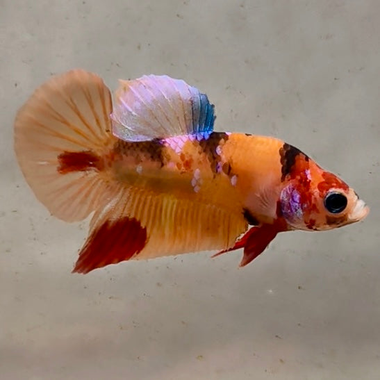 Premium Candy Multicolour Halfmoon Plakat #23