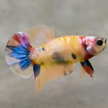 Premium Candy Multicolour Halfmoon Plakat #25