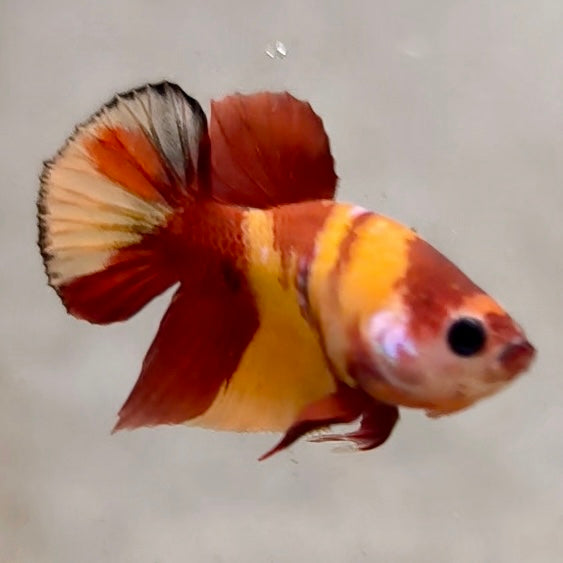 Premium Candy Multicolour Halfmoon Plakat #4