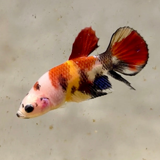 Premium Candy Multicolour Halfmoon Plakat #42