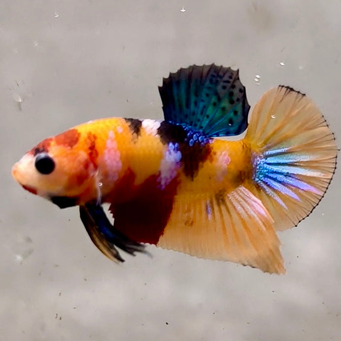 Premium Candy Multicolour Halfmoon Plakat #3