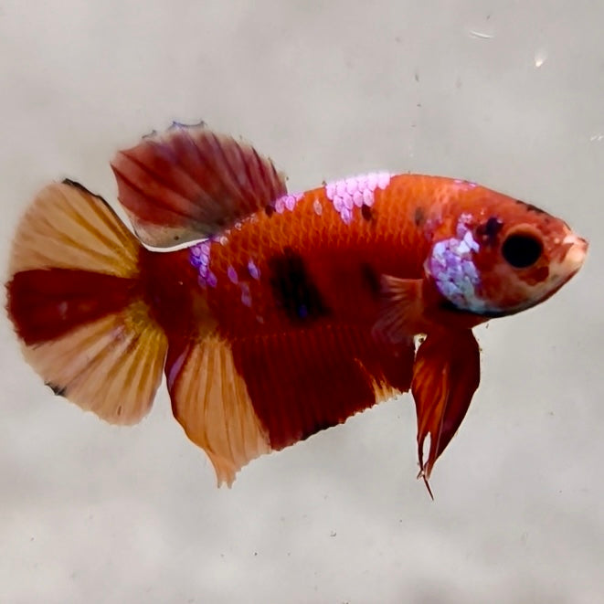 Premium Candy Multicolour Halfmoon Plakat #7