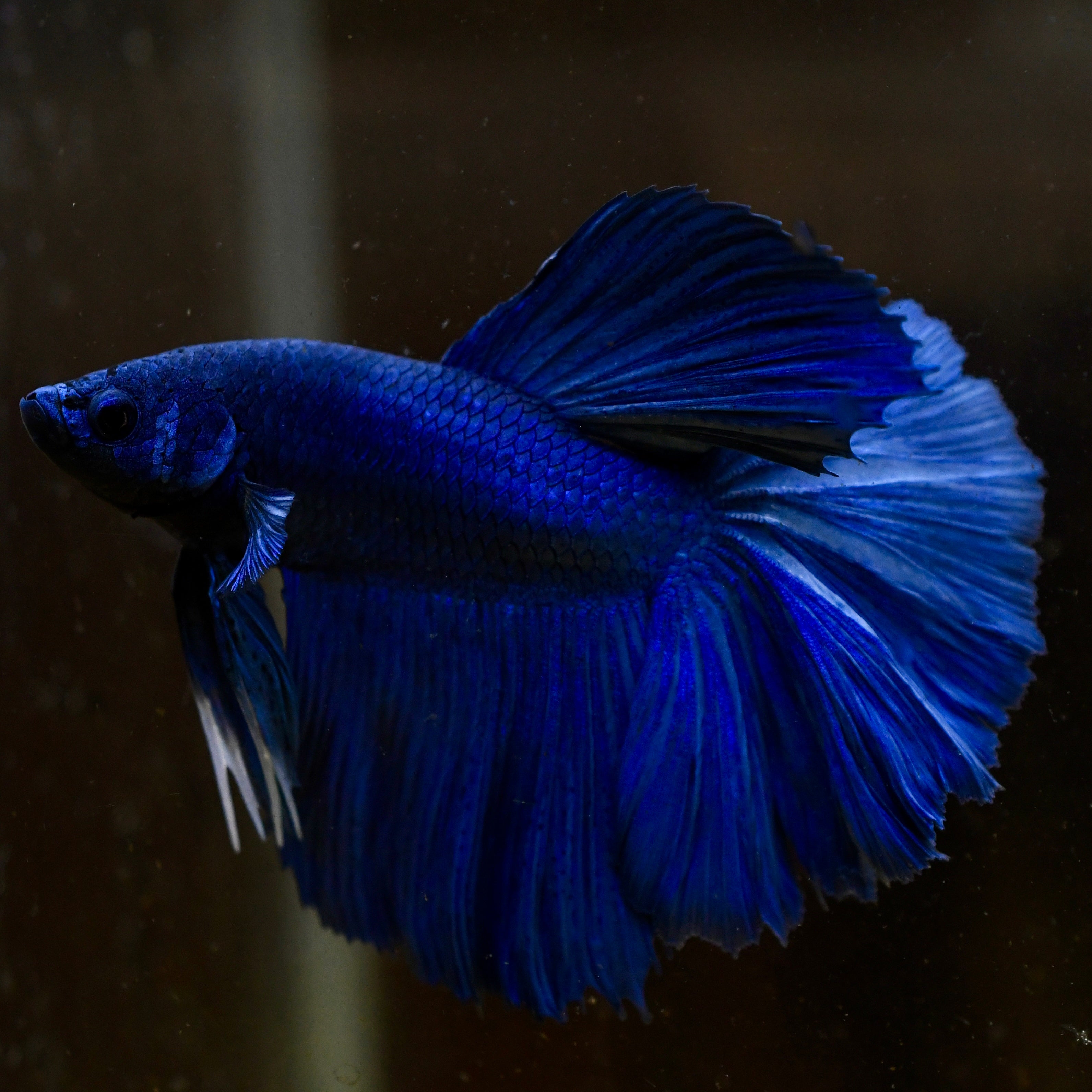 Royal Blue Halfmoon Betta #A14