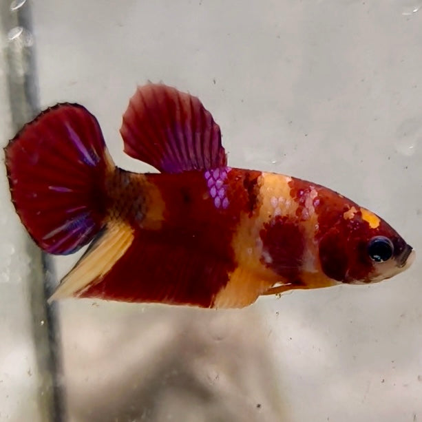Premium Candy Multicolour Halfmoon Plakat #8
