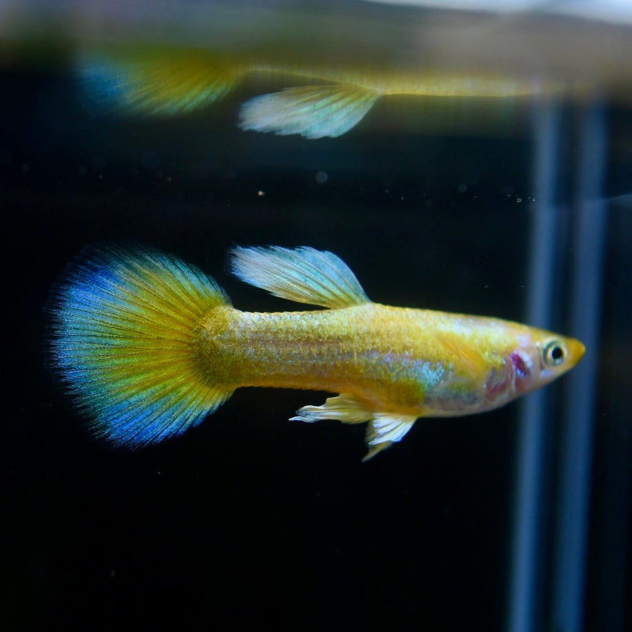 Golden Coin Round Tail