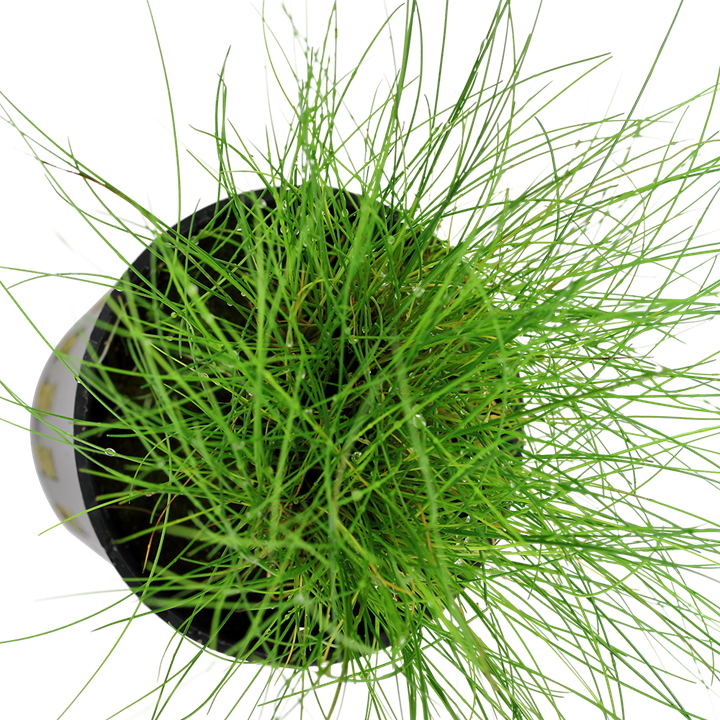Eleocharis Parvula Pot