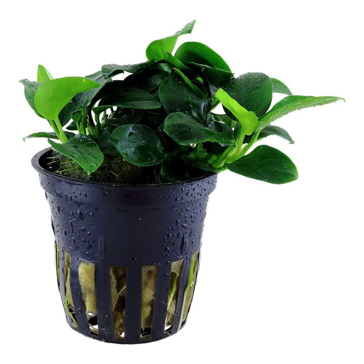 Anubias Nana Petite Pot