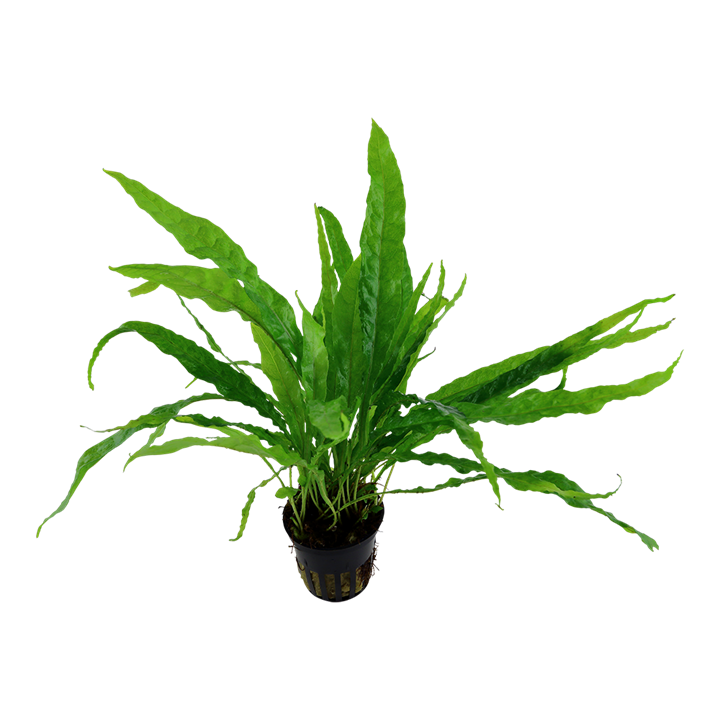 Microsorum Pteropus Pot