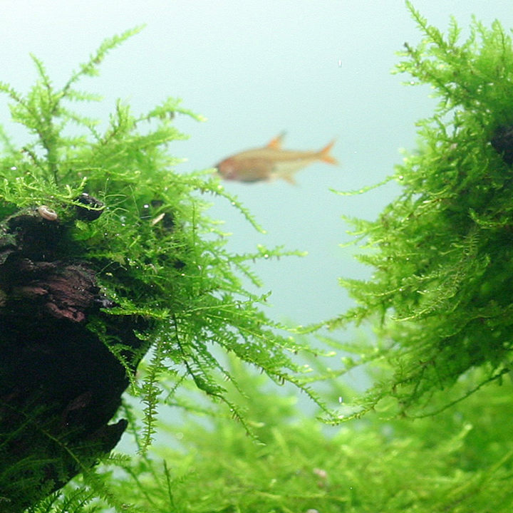 Java Moss