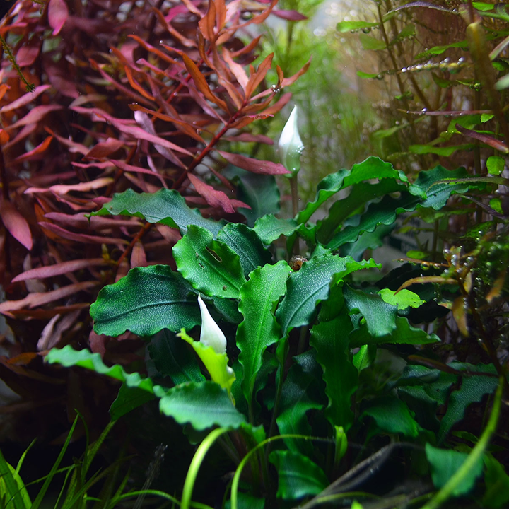 Bucephalandra pygmaea 'Wavy Green'