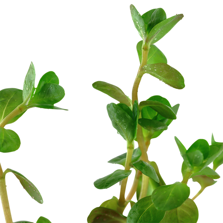 Rotala rotundifolia
