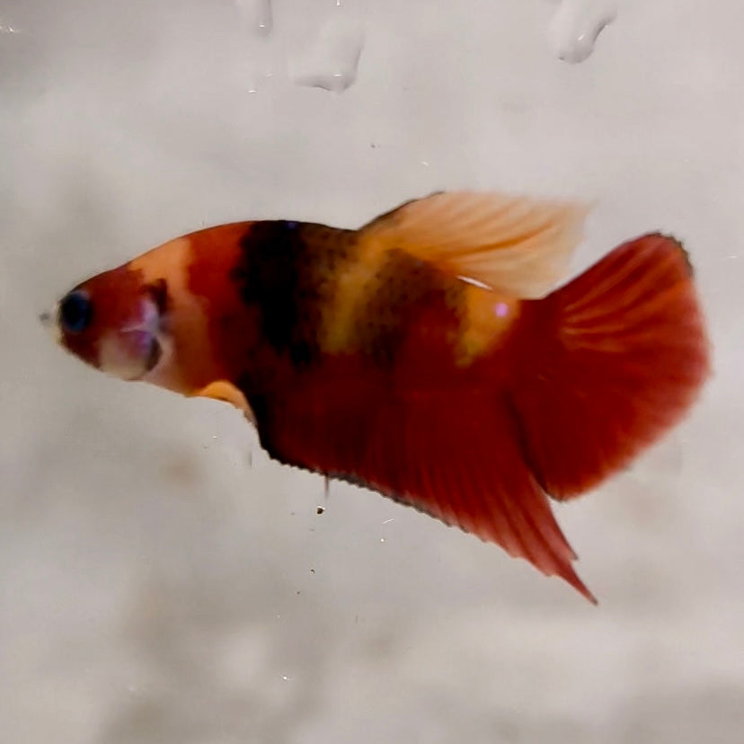 Premium Candy Multicolour Halfmoon Plakat #6