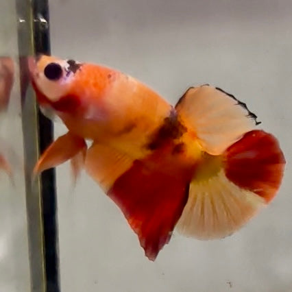 Premium Candy Multicolour Halfmoon Plakat #18