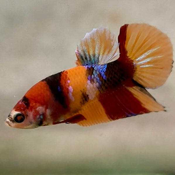 Premium Candy Multicolour Halfmoon Plakat #24
