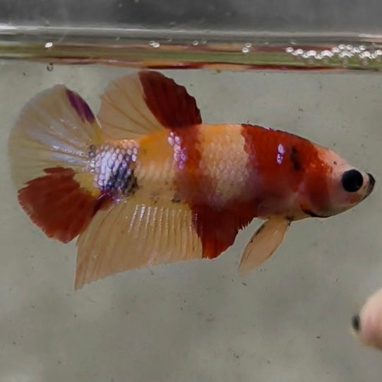 Premium Candy Multicolour Halfmoon Plakat #22