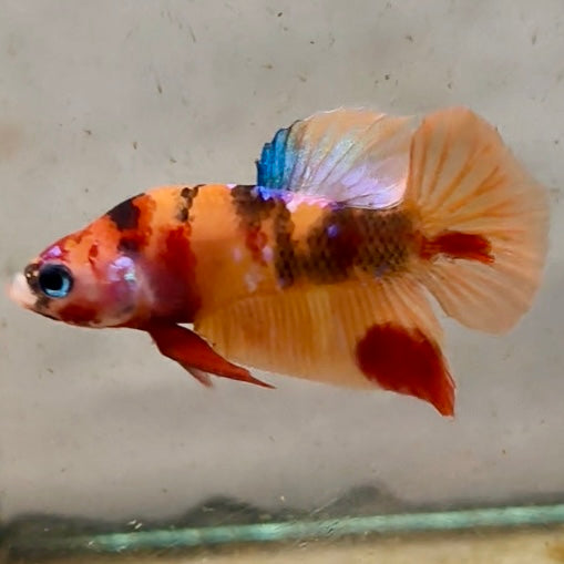 Premium Candy Multicolour Halfmoon Plakat #23