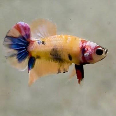 Premium Candy Multicolour Halfmoon Plakat #25