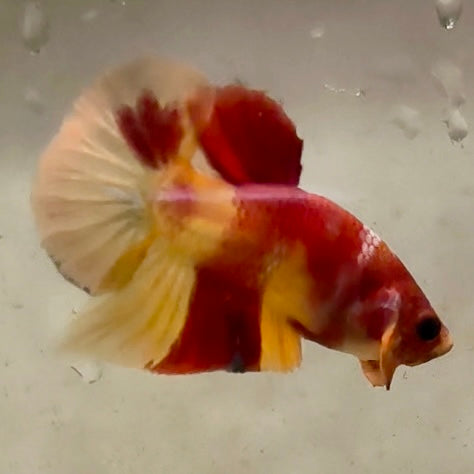 Premium Candy Multicolour Halfmoon Plakat #33