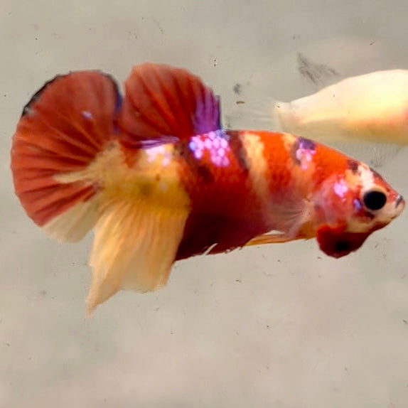 Premium Candy Multicolour Halfmoon Plakat #46