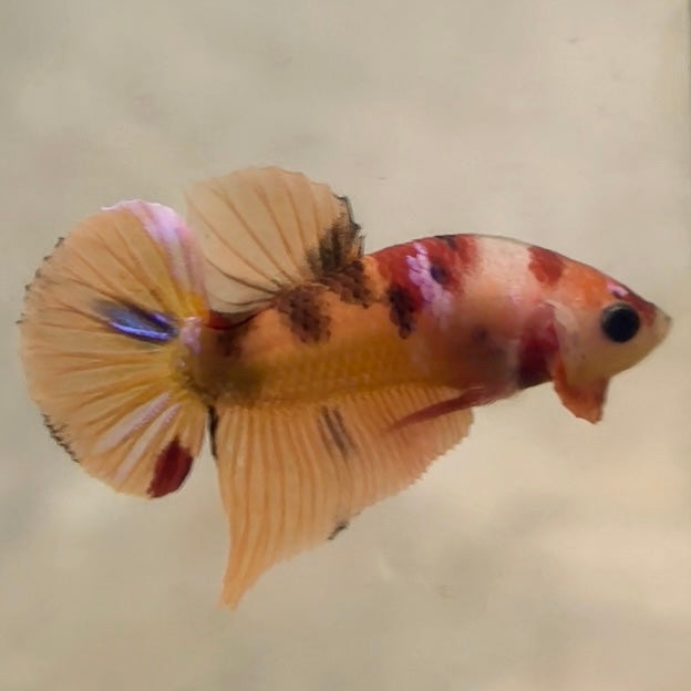 Premium Candy Multicolour Halfmoon Plakat #44