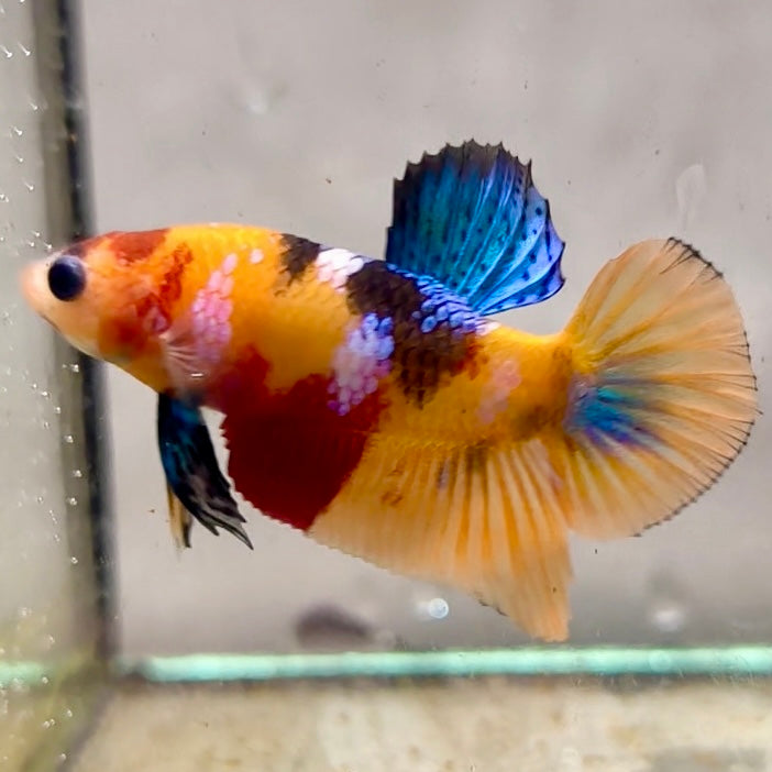 Premium Candy Multicolour Halfmoon Plakat #3