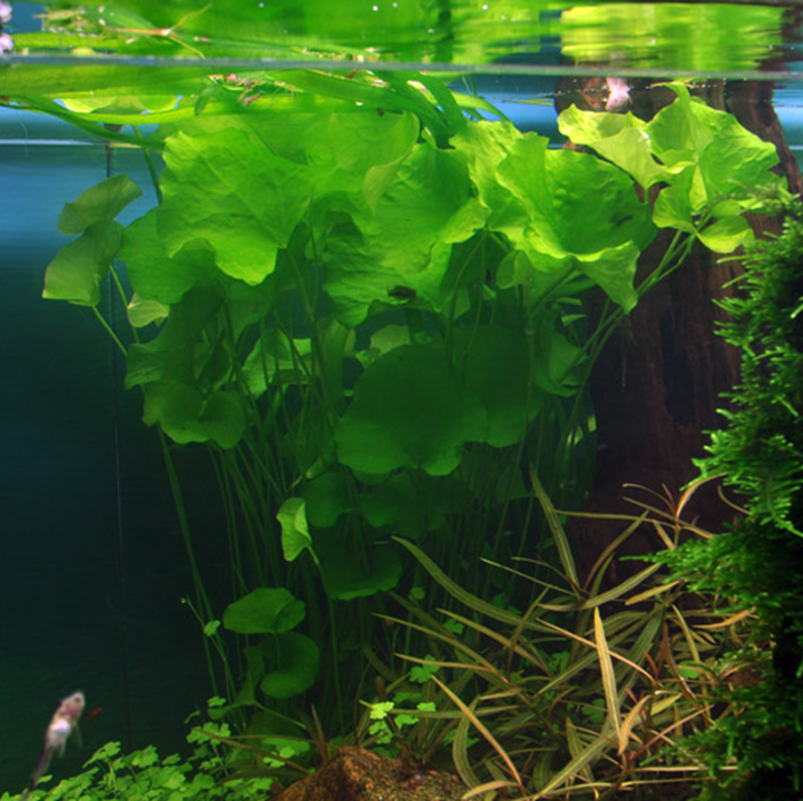 Nymphoides hydrophylla 'Taiwan' Pot