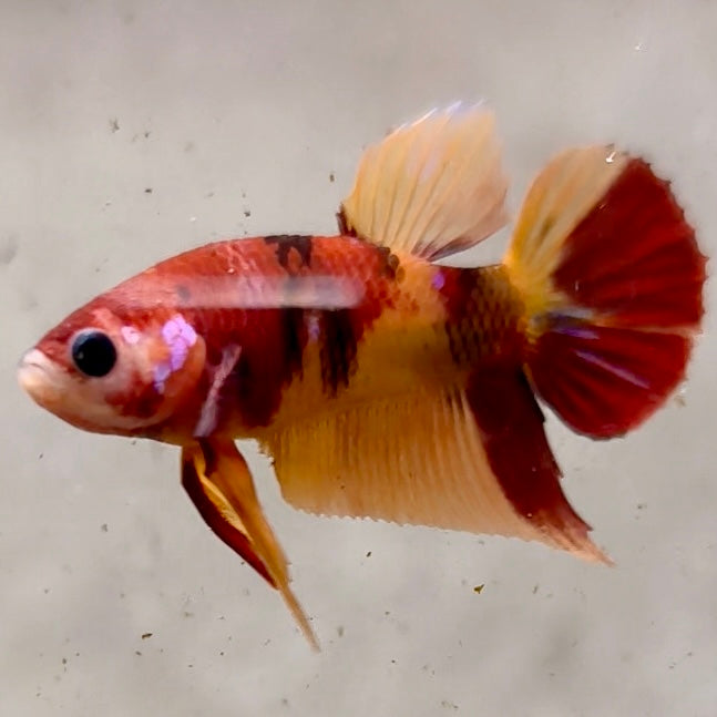 Premium Candy Multicolour Halfmoon Plakat #5