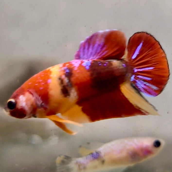 Premium Candy Multicolour Halfmoon Plakat #8