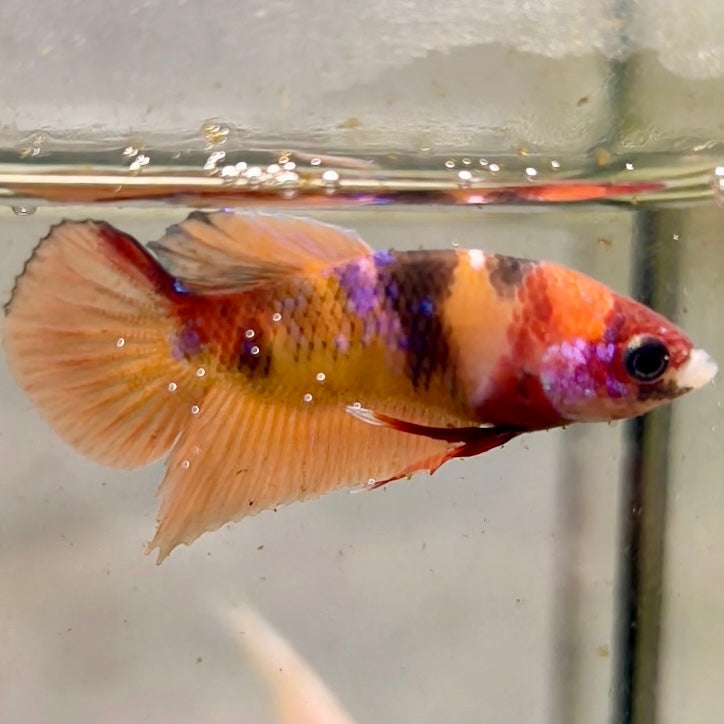 Premium Candy Multicolour Halfmoon Plakat #9
