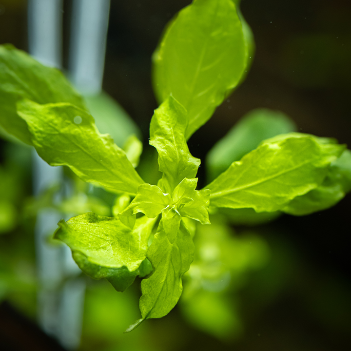 Ludwigia Palustris Green