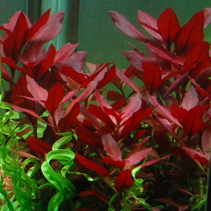 Ludwigia Repens 'Rubin'