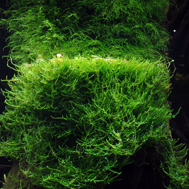 Java Moss