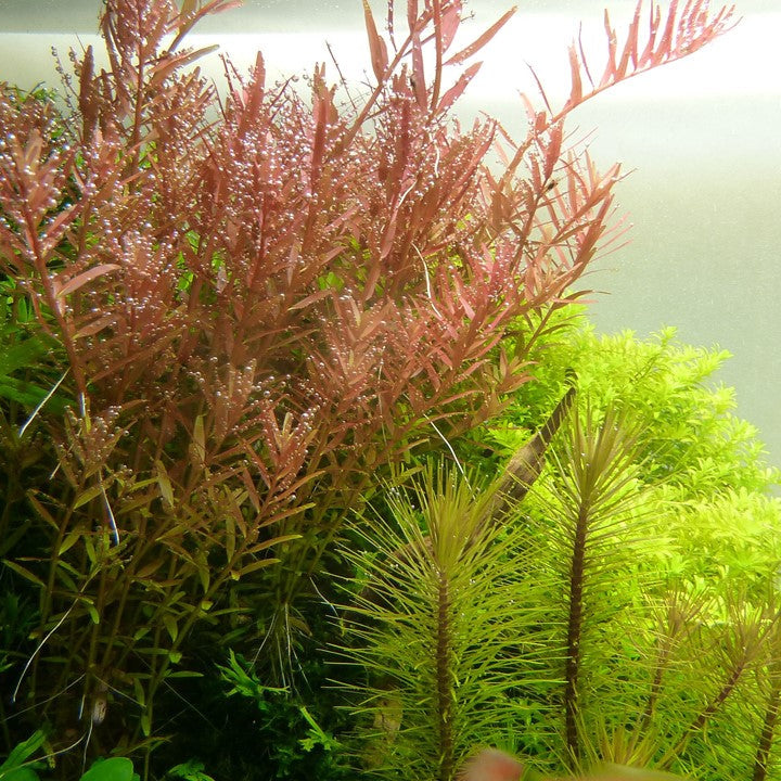 Rotala rotundifolia