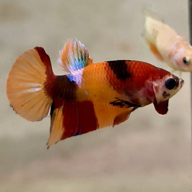 Premium Candy Multicolour Halfmoon Plakat #24
