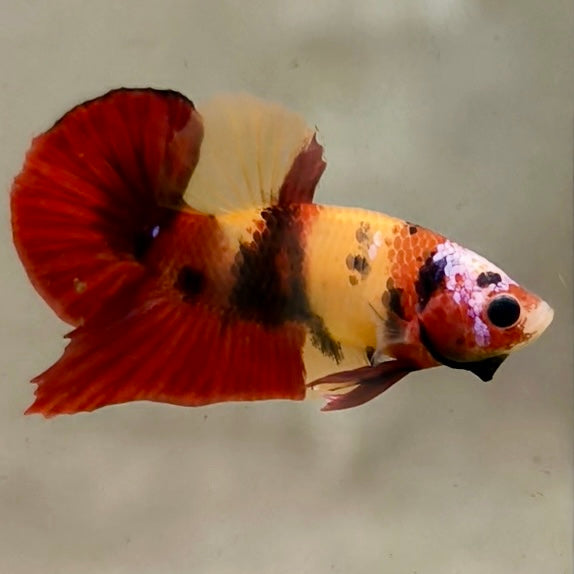 Premium Candy Multicolour Halfmoon Plakat #36