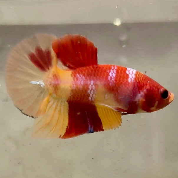 Premium Candy Multicolour Halfmoon Plakat #33