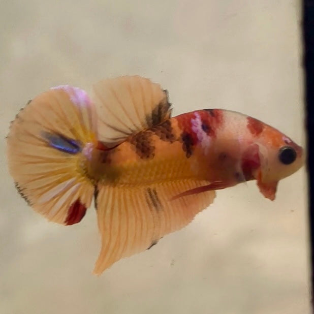 Premium Candy Multicolour Halfmoon Plakat #44
