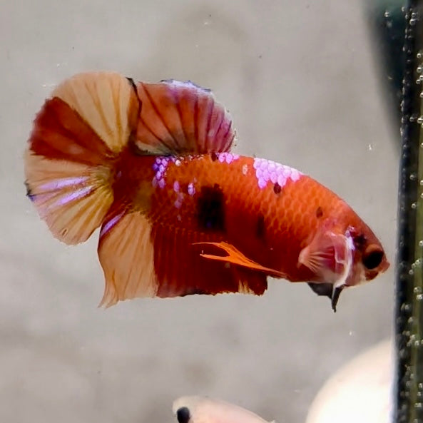 Premium Candy Multicolour Halfmoon Plakat #7