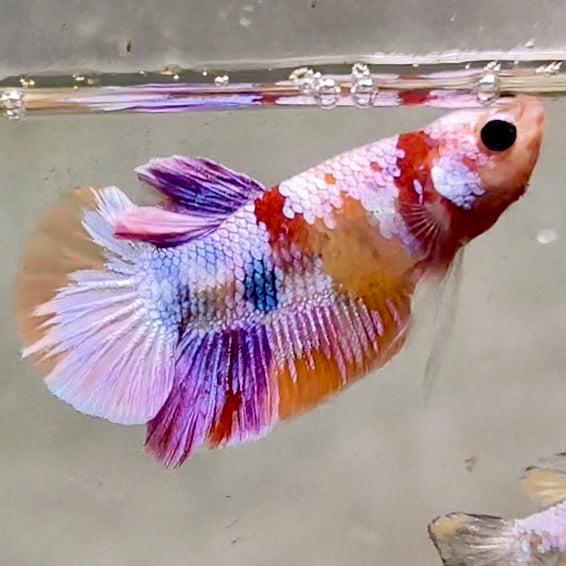 Premium Candy Multicolour Halfmoon Plakat #16