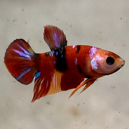 Premium Candy Multicolour Halfmoon Plakat #20